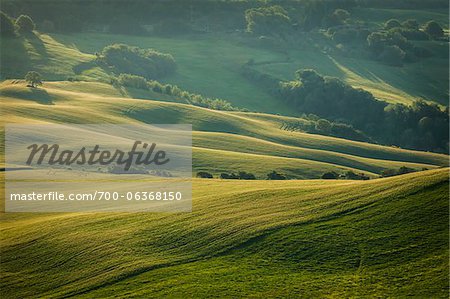 Laminage des champs, Monticchiello, Val d'Orcia, Province de Sienne, Toscane, Italie