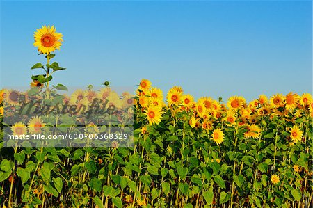 Sunflowers, Black Forest, Schwarzwald-Baar, Baden-Wurttemberg, Germany
