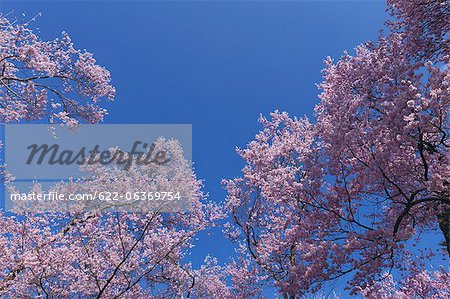 Cerisiers en fleurs au jardin du château de Takato à Nagano