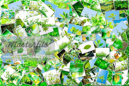 Images of green leaves