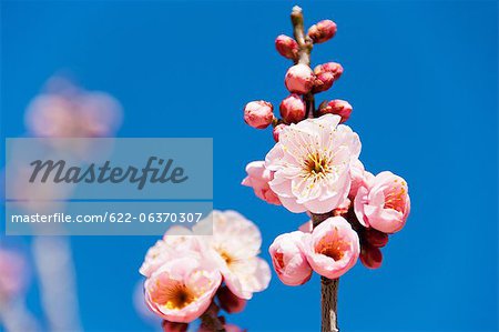 Full blooming cherry blossoms