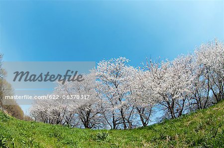 Cherry trees blooming in the hills