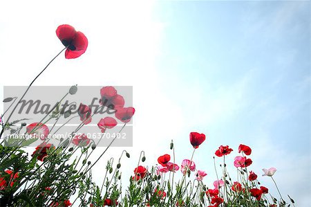 Poppy flowers