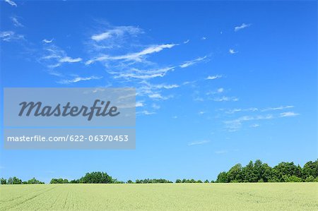 Wheat field and clouds in Hokkaido