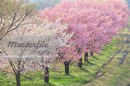 Cherry trees along Koayukai river in Shirataka town, Yamagata Prefecture