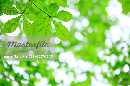 Aesculus young leaves