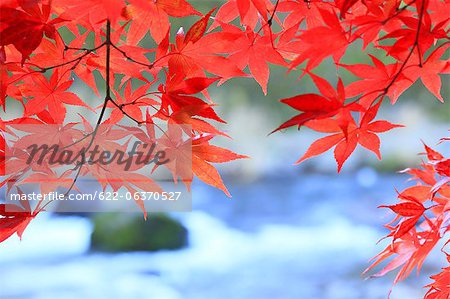 Feuilles d'érable d'automne et de la rivière en montagne Nakano Momiji, préfecture d'Aomori