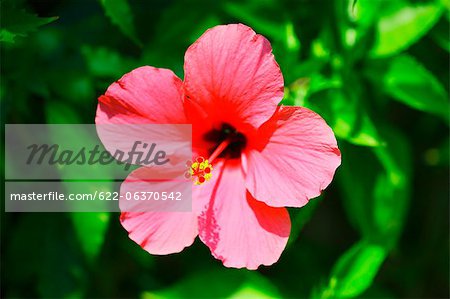 Hibiscus