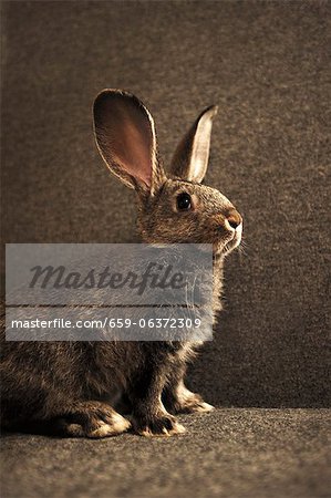 Live Rabbit
