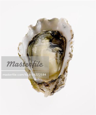 Oyster in Half Shell on White Background