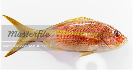 A yellowhead snapper