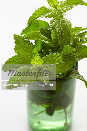 Menthe fraîche dans un verre Menthe fraîche dans un verre