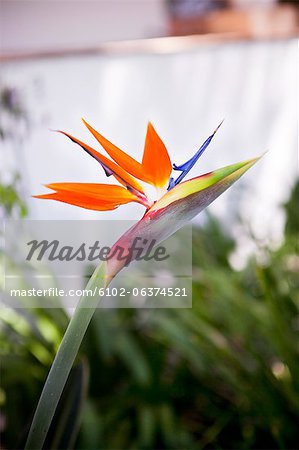 Close-up of bird of paradise flower
