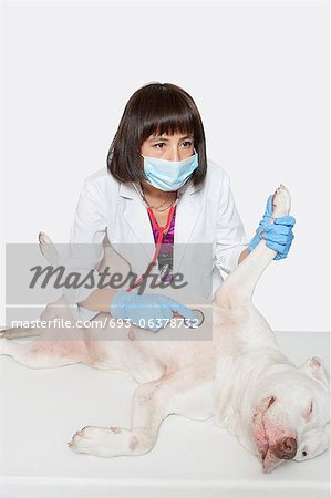 Chien d'examen vétérinaire femelle avec stéthoscope sur fond gris