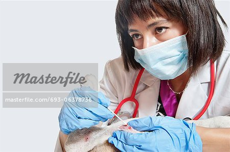 Female veterinarian cleaning injury on dog's leg with stick bud over gray background
