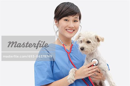 Portrait of Asian female veterinarian examining dog over gray background