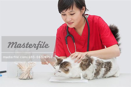 Asiatische Frau Tierarzt Reinigung der Katze Ohr mit Wattestäbchen gegen grauen Hintergrund