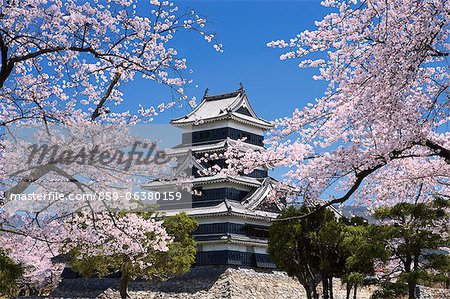 Cherry Blossoms At Matsumoto Castle, Nagano Prefecture, Japan