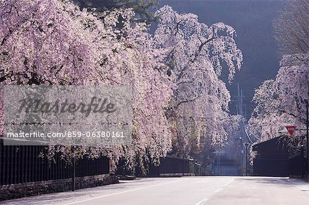 Weeping Cherry Blossoms, résidences de samouraïs, Akita Prefecture, Japon