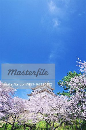 Odawara Castle Cherry Blossoms, Japan