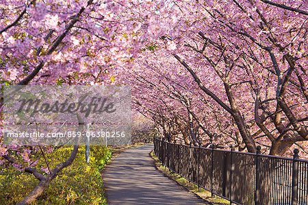 Tunnel de cerisiers en fleurs, Kawazu, Shizuoka Prefecture, Japon Tunnel de cerisiers en fleurs, Kawazu, Shizuoka Prefecture, Japon