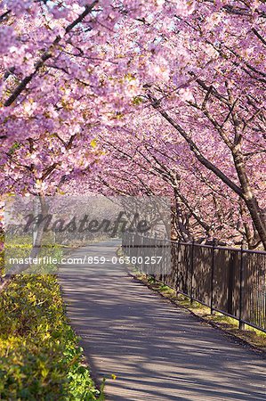 Tunnel de cerisiers en fleurs, Kawazu, Shizuoka Prefecture, Japon Tunnel de cerisiers en fleurs, Kawazu, Shizuoka Prefecture, Japon