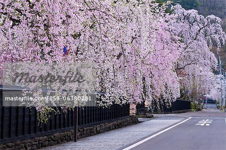 Sakura et résidences de samouraïs, Kakunodate, préfecture d'Akita, Japon