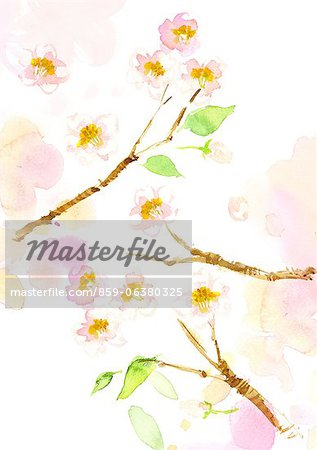 Cerisier en fleurs aquarelle