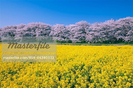 Colza et Gongendo Sakurazutsumi, Satte, préfecture de Saitama, Japon