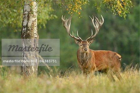 Red Deer, Saxe, Allemagne Red Deer, Saxe, Allemagne