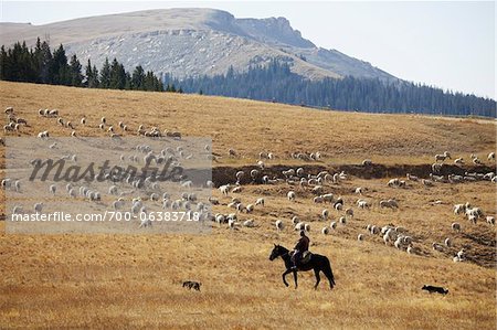 Moutons, élevage, Wyoming, USA