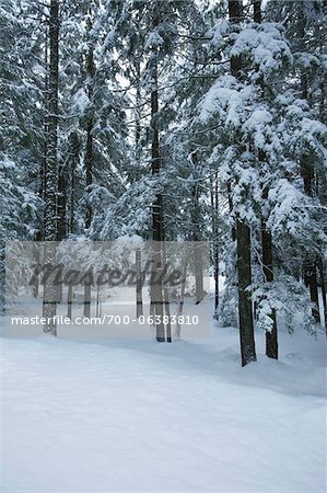 Arbres couverts de neige en forêt, E. C. Manning Provincial Park, British Columbia, Canada