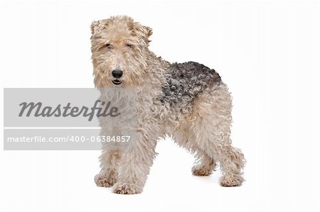 Wire fox terrier in front of a white background