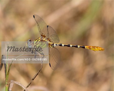 Male Eastern Ringtail dragonfly (Erpetogomphus designatus), perched on a blade of grass in a meadow near Austin (Travis County), Texas