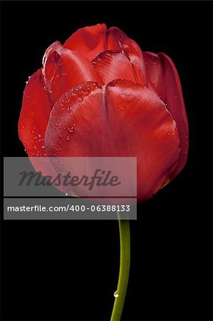 Red Tulip With Black Background