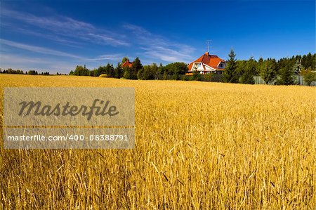 Bereich der goldene Weizen unter blauen Himmel