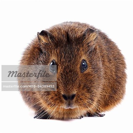 Brown guinea pig on a white background