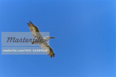 Dalmatian Pelican  in flight on a blue sky