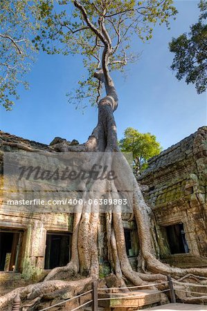 Jungle dépasse l'ancien temple Ta Prohm près de Siem Reap, Cambodge