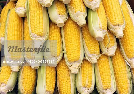 Beautiful yellow ears of corn as agricultural background