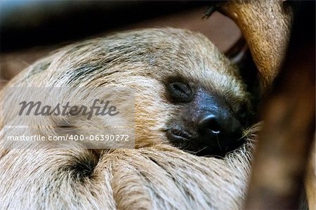 Southern two-toed sloth sleeping on the tree