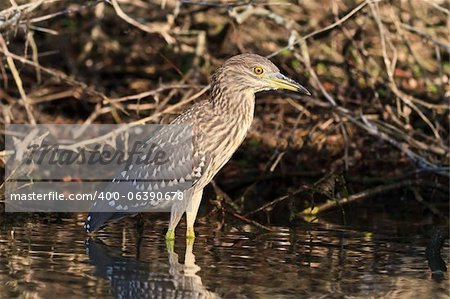 black crowned night heron (Nycticorax nycticorax) in Danube Delta, Romania
