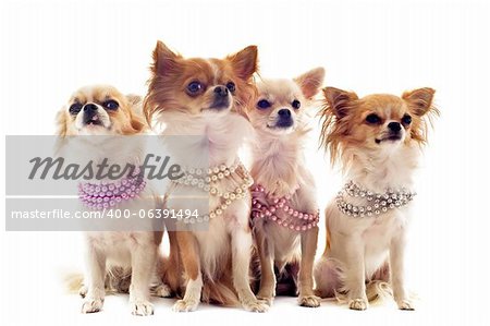 portrait of cute purebred chihuahuas with pearl collar in front of white background