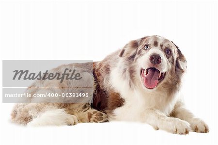 portrait of purebred border collie in front of white background