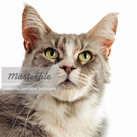 Portrait de pure race chat maine coon sur fond blanc Portrait de pure race chat maine coon sur fond blanc