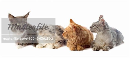 portrait of a purebred  maine coon cats on a white background