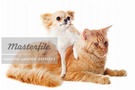 portrait of a purebred  maine coon cat and chihuahua on a white background