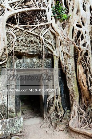Jungle overtakes the ancient temple Ta Prohm near Siem Reap, Cambodia