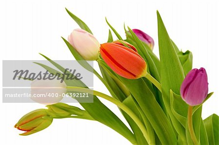 Tulpe Blumen isoliert auf weißem Hintergrund