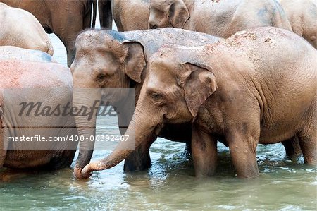 Troupeau d'éléphants dans la rivière, Sri Lanka